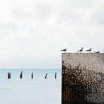 Rowena Brown Profile Picture