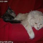 Domenic Gusikowski Profile Picture