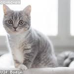 Hildegard Goodwin Profile Picture