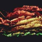 Delphine Balistreri Profile Picture