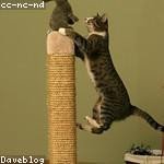 Anastacio Howell Profile Picture