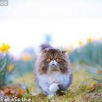 Felix Hudson Profile Picture